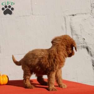 Vayda, Mini Goldendoodle Puppy